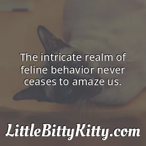 The intricate realm of feline behavior never ceases to amaze us.
