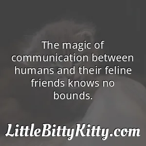 The magic of communication between humans and their feline friends knows no bounds.