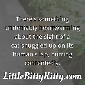 There's something undeniably heartwarming about the sight of a cat snuggled up on its human's lap, purring contentedly.