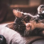 Title: The Lick Craze Unveiled: Why Does My Cat Go Wild with Licking?