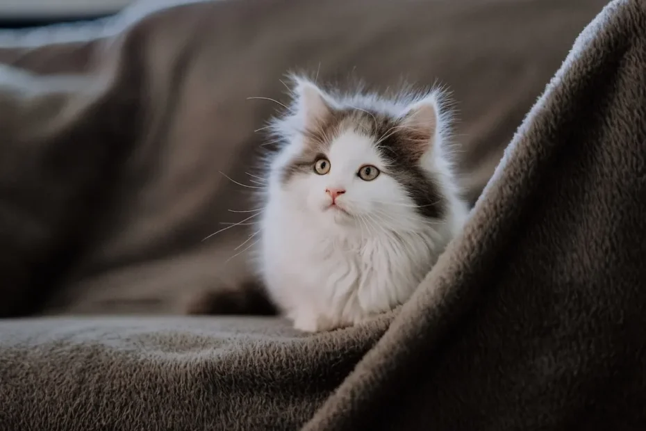 Unleash Your Cat's Inner Explorer: Potty Training Outside the Box