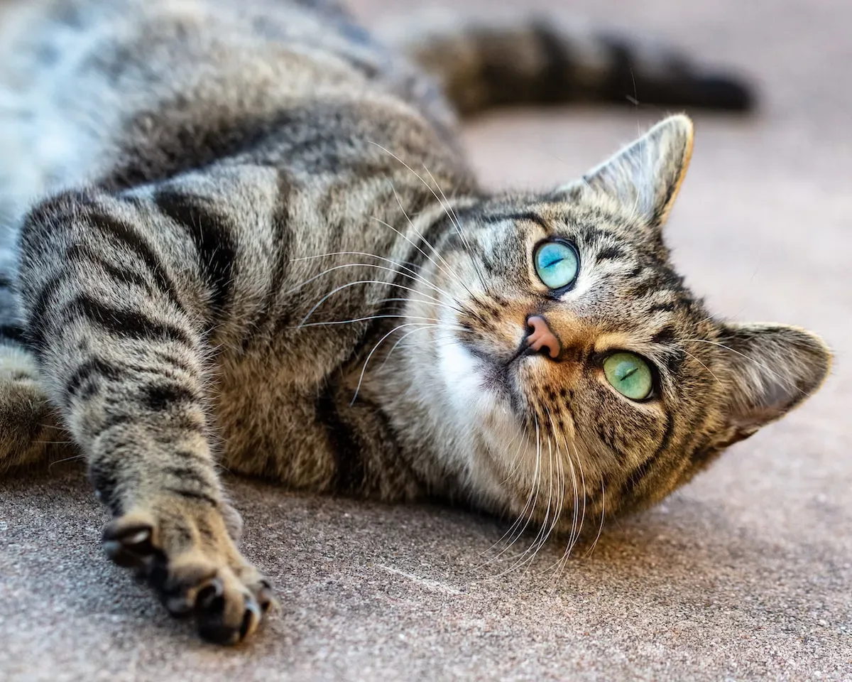 Unleashing The Instincts: How Evolution Shapes Your Cat'S Face-Biting Behavior