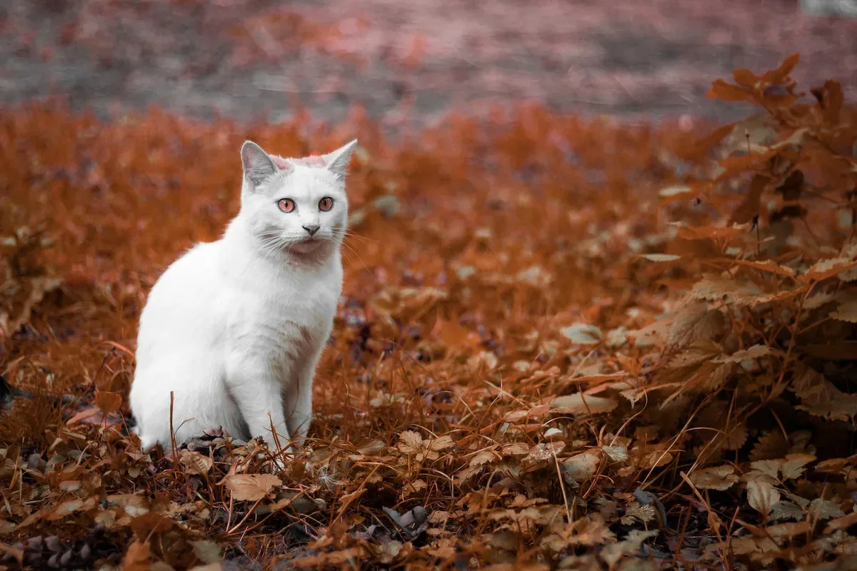 Unraveling The Mystery: Feral Cats' Nocturnal Hideouts