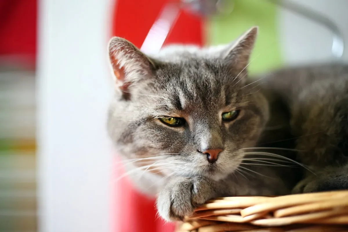 Unraveling The Mystery: What Drives Cats To Feast On Paper And Cardboard?