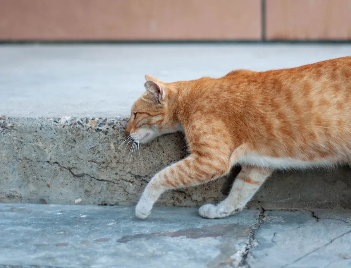 Unraveling The Puzzle: Examining The Role Of Purring In Cat Health