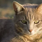 Unraveling the Cat Care Conundrum: Should I Comb My Cat After Flea Treatment?