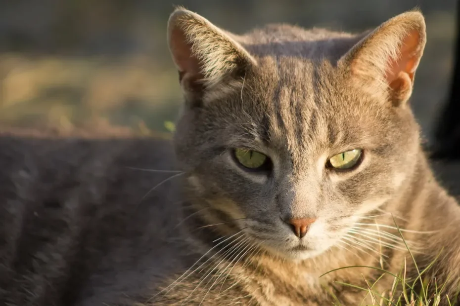 Unraveling the Cat Care Conundrum: Should I Comb My Cat After Flea Treatment?