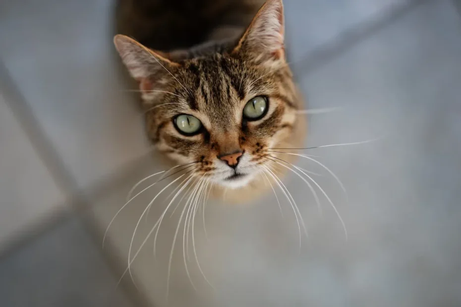 Unraveling the Feline Allergy Enigma: Do Cats Sense Your Allergies?