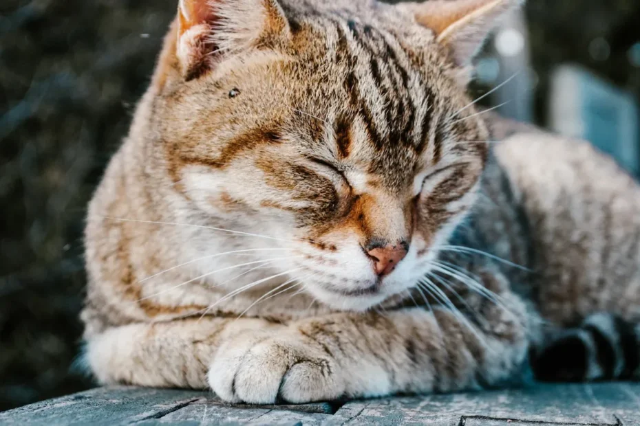 Unraveling the Stray Cat's Endless Hunger: Why Are They Always Hungry?