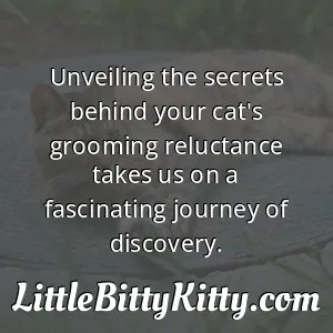 Unveiling the secrets behind your cat's grooming reluctance takes us on a fascinating journey of discovery.