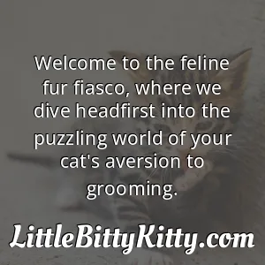 Welcome to the feline fur fiasco, where we dive headfirst into the puzzling world of your cat's aversion to grooming.