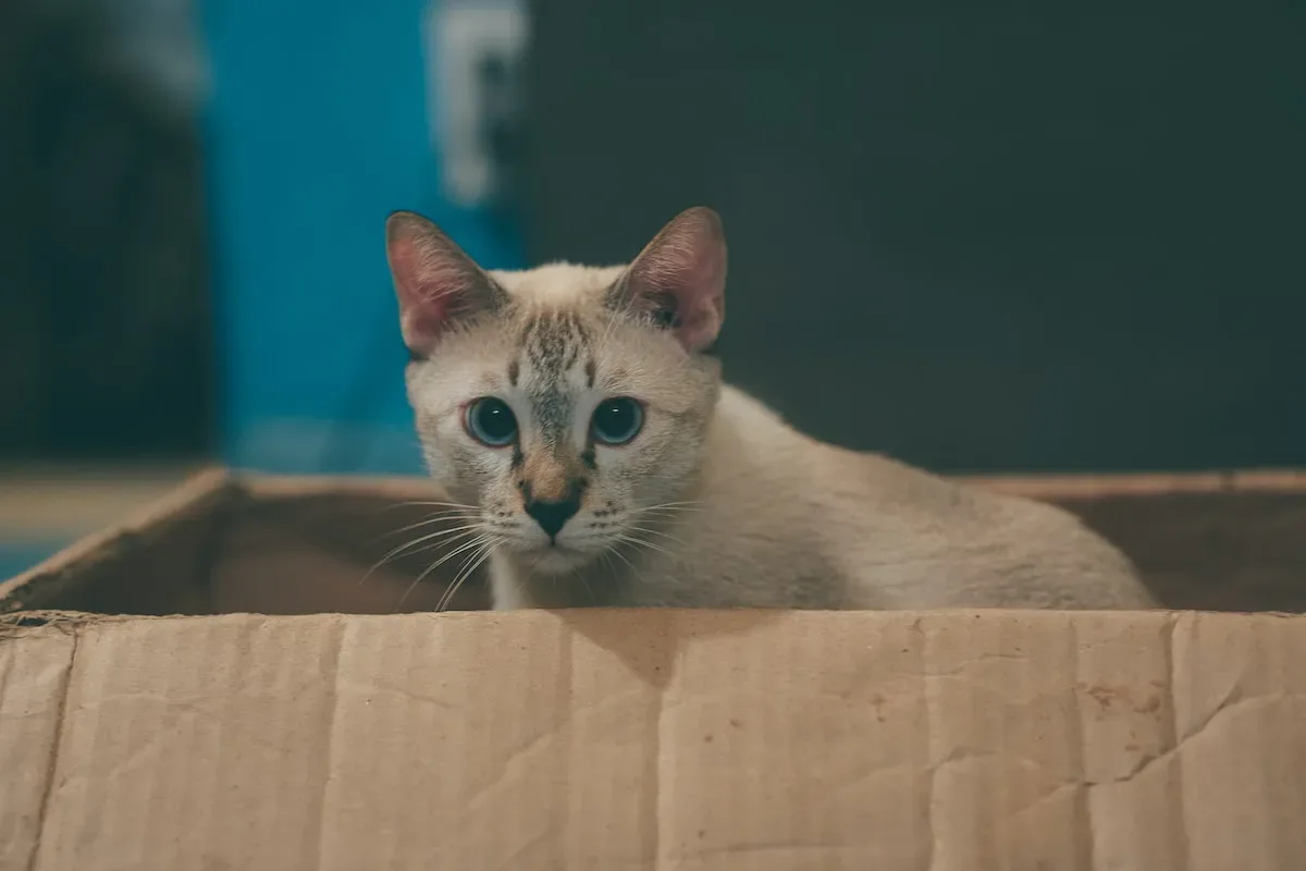 When Licks Become Nightly Habits: Strategies For Managing Cat Face Licking At Night