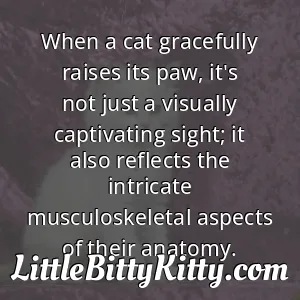 When a cat gracefully raises its paw, it's not just a visually captivating sight; it also reflects the intricate musculoskeletal aspects of their anatomy.