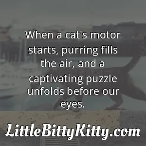 When a cat's motor starts, purring fills the air, and a captivating puzzle unfolds before our eyes.