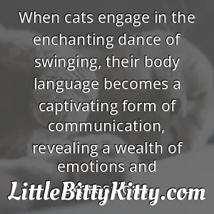 When cats engage in the enchanting dance of swinging, their body language becomes a captivating form of communication, revealing a wealth of emotions and expressions.