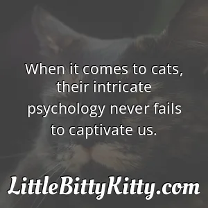 When it comes to cats, their intricate psychology never fails to captivate us.
