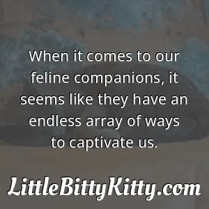When it comes to our feline companions, it seems like they have an endless array of ways to captivate us.