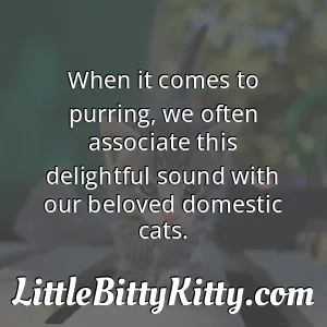 When it comes to purring, we often associate this delightful sound with our beloved domestic cats.
