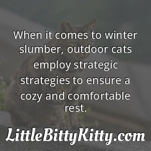 When it comes to winter slumber, outdoor cats employ strategic strategies to ensure a cozy and comfortable rest.