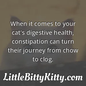When it comes to your cat's digestive health, constipation can turn their journey from chow to clog.