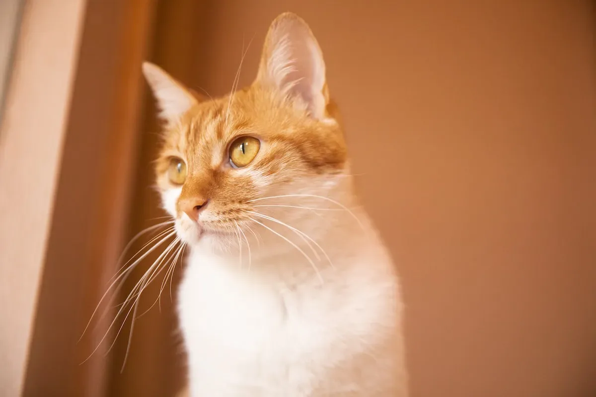 Whisker-Licking Good: Examining Whether Cats Have A Palate For Marshmallows