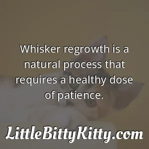Whisker regrowth is a natural process that requires a healthy dose of patience.