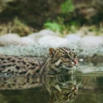 Unveiling the Untamed: A Journey into the World of Wild Cat Breeds