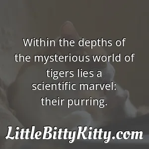 Within the depths of the mysterious world of tigers lies a scientific marvel: their purring.