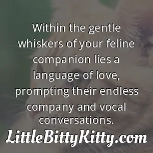 Within the gentle whiskers of your feline companion lies a language of love, prompting their endless company and vocal conversations.