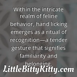 Within the intricate realm of feline behavior, hand licking emerges as a ritual of recognition—a tender gesture that signifies familiarity and belonging.