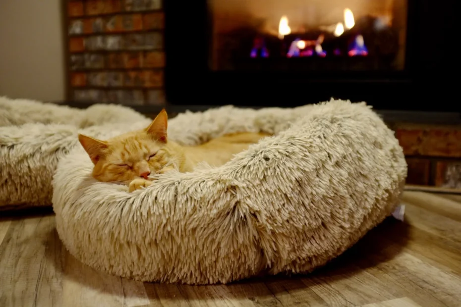 cat products