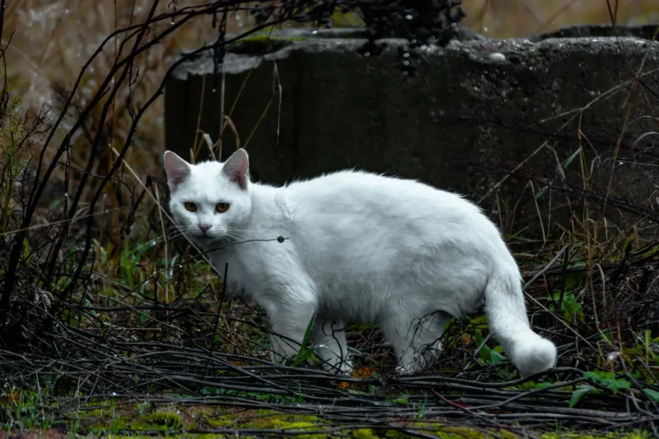Spaying and Neutering